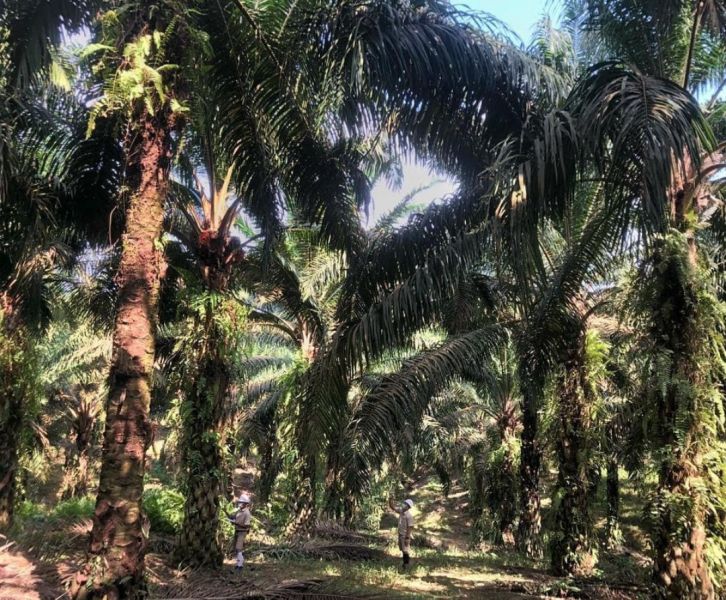 Penghapusan PE Disambut Sumringah Petani Sumsel