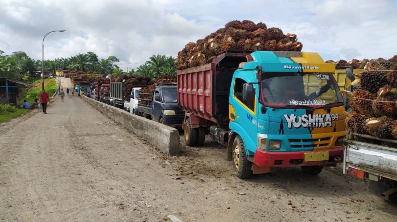Harga Pembelian Sawit di Rohul Mulai Naik, Berikut Daftarnya