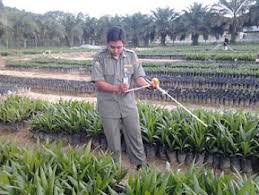 Data Belum Valid, Perkebunan Sawit akan Diaudit