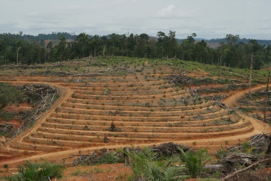 Puluhan Perusahaan Berkebun Sawit di Daerah ini Tanpa HGU