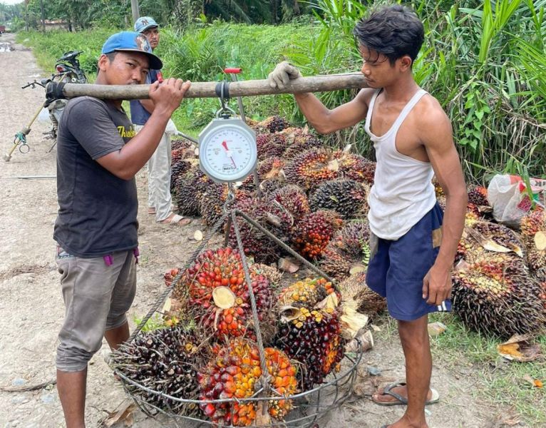 DMO-DPO Dihapus, Pemerintah Tak Perlu Khawatir Stok CPO