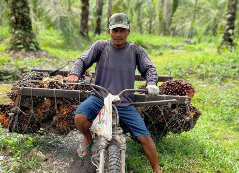 Pemerintah Harus Sikat 'Mafia' Kebun Ilegal