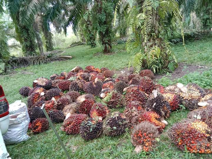 Hore...! Harga Resmi TBS di Jambi Tembus Rp 2.000/Kg