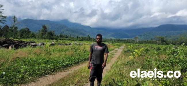 Nyanyian Kelapa Sawit di Kaki Gunung Arfak Papua Barat
