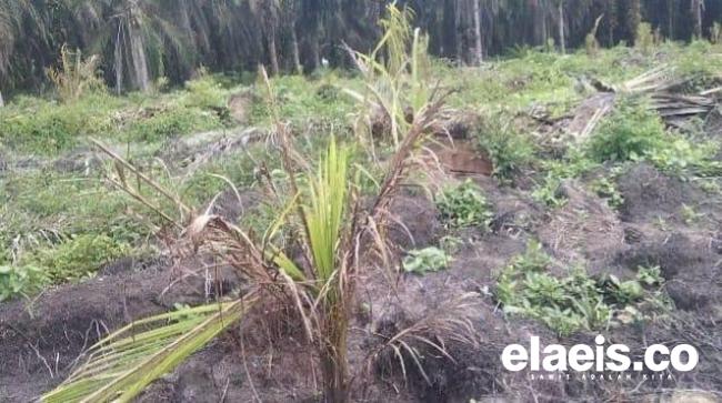 Rp60 Juta Per Hektar, Dapatnya Kok Kayak Gini?