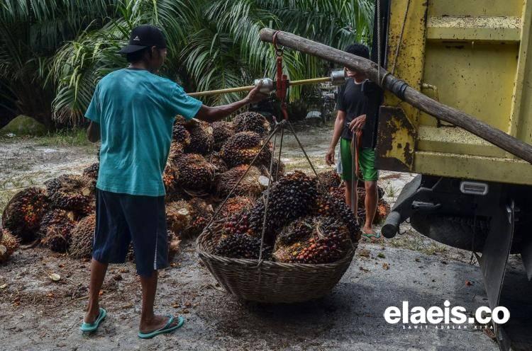Harga Sawit di Riau Naik Lagi, Segini per Kilonya