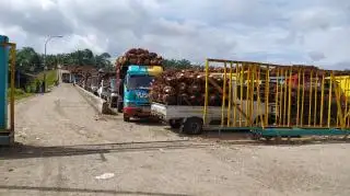 Petani Sawit Sumbar Sumringah Nih, Harga TBS Naik Jadi Rp2.268,34/Kg