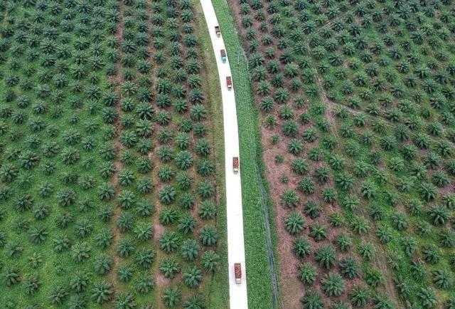 Menggali Potensi Lain di Perkebunan Sawit Bengkulu