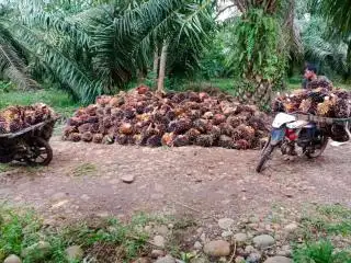 Dana PSR Bertambah, Petani Mandiri Tanpa Hutang