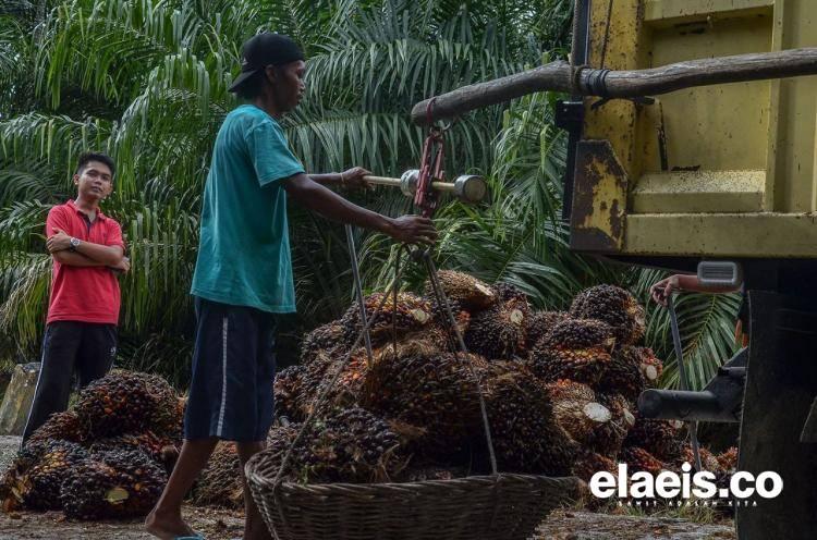 Diprediksi Harga Sawit Sumbar Pekan Ini Kalahkan Sumut