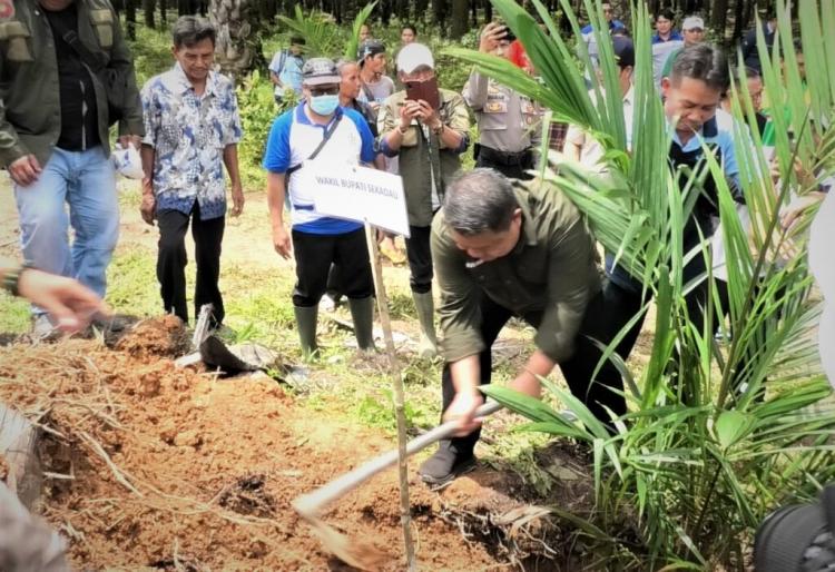Tertunda Karena Kendala Bibit, Sawit PSR Akhirnya Ditanam Perdana