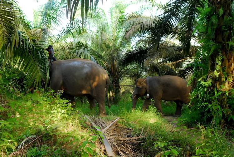 Kawasan TNKS Mulai Gundul Ditanami Sawit, Gajah-gajah Berpotensi Turun ke Desa