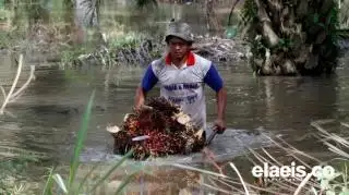 Toke Sawit di Pondok Kubang Kesulitan Dapat TBS Petani