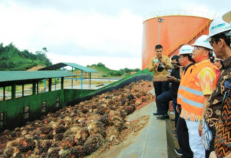 Harga Resmi TBS Bengkulu Naik, Simak Harga Terbaru