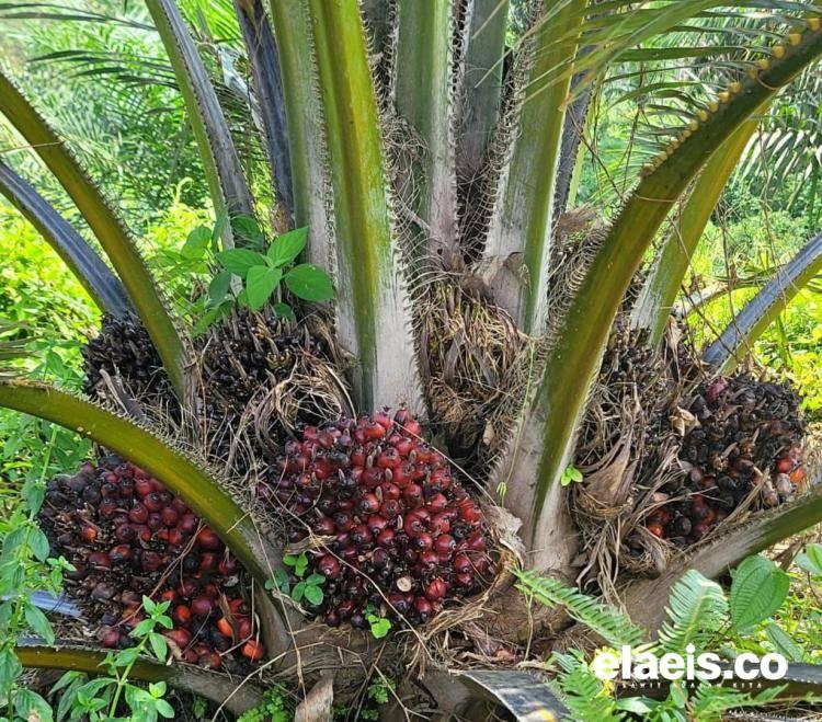 Pabrik Tolak Sawit PSR, APKASINDO Jambi: Permainan Semua Ni!