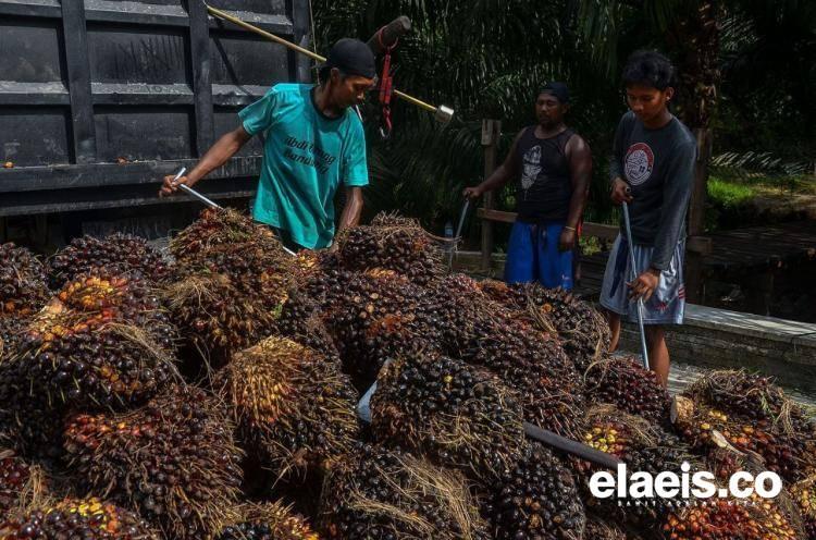 Soal Penolakan TBS di Dhamasraya, Begini Tanggapan Disbun Sumbar