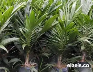 Petani PSR di Bengkulu Wajib Gunakan Bibit Bersertifikat
