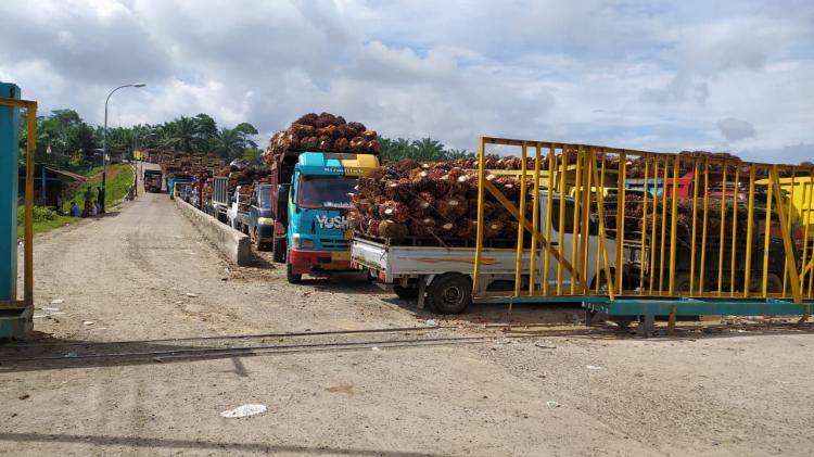 Sudah Saatnya Pemerintah Pertimbangkan Pencabutan DMO Sawit