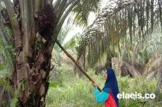 Si Gadis Cantik Pemanen Sawit