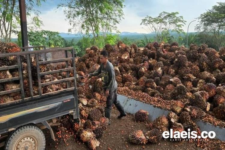 Tentang Petani, Pengepul dan Pabrik Kelapa Sawit Itu...