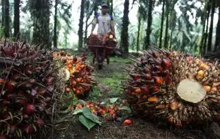 Perusahaan Wajib Bangun Kebun Plasma, GAPKI: Sudah Ada Aturannya