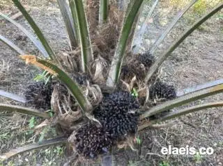 10 Kecamatan di Pesisir Selatan akan Terima 5.000 Bibit Unggul