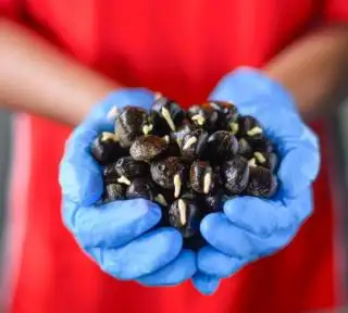 GAPKI Sumbar: Bantuan Benih Sawit Unggul Sangat Membantu Petani Swadaya