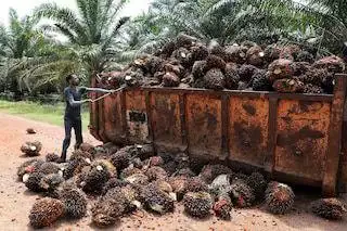Berikut Daftar Harga CPO dan Kernel Perusahaan Sawit di Riau