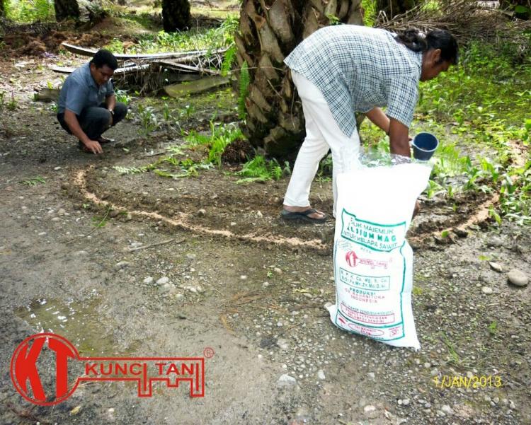 Kata Petani, Dapat Pupuk Setengah Subsidi pun Jadilah