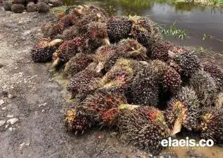 Jadi Penentu Kenaikan Harga TBS, Berikut Daftar Harga CPO dan Kernel Perusahaan Sawit di Riau