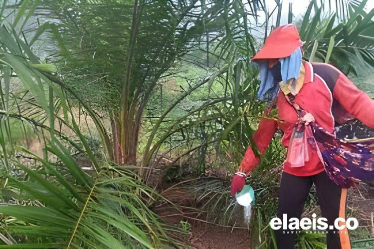 Petani Gunakan Pupuk Injeksi Tergantung Sosialisasi