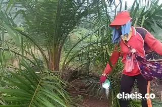 Petani Gunakan Pupuk Injeksi Tergantung Sosialisasi