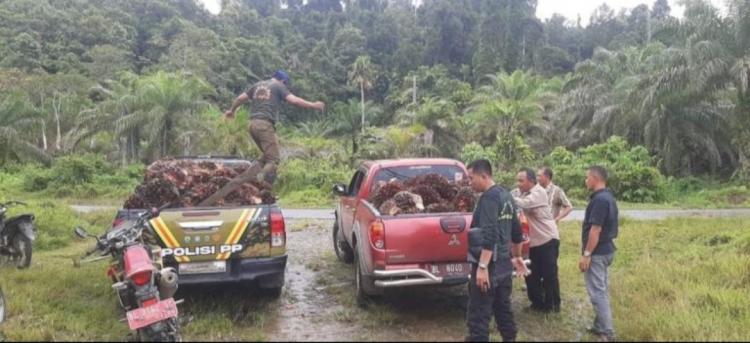 Dieksekusi Pengadilan, Kebun Sawit Dikembalikan ke Daerah