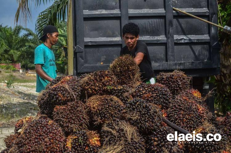 Bos Sawit Jangan Macam-macam, Polisi Ikut Awasi Harga TBS di Riau