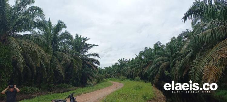 Dorong CPOPC untuk Kemajuan Industri Sawit