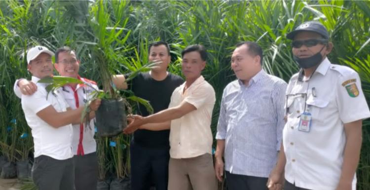Ribuan Bibit Sawit Dibagikan Gratis ke Petani