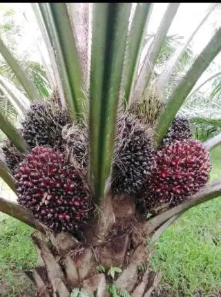 Pakai Benih Unggul, Puasnya Selama 25 Tahun