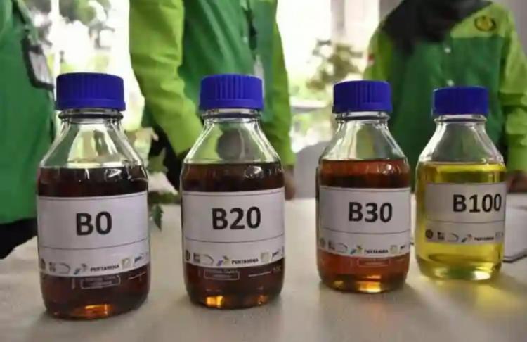 B35 Diyakini Bisa Naikkan Harga TBS