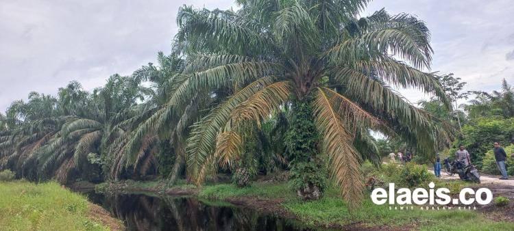 Tinggal Surat Bebas HGU, Rekomtek PSR 114 Hektare Kebun Sawit Petani Rohul Segera Terbit