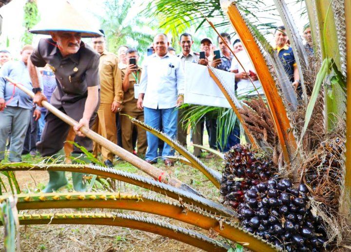 Hampir 5.000 Ha Kebun Sawit di Daerah ini Harus Diremajakan