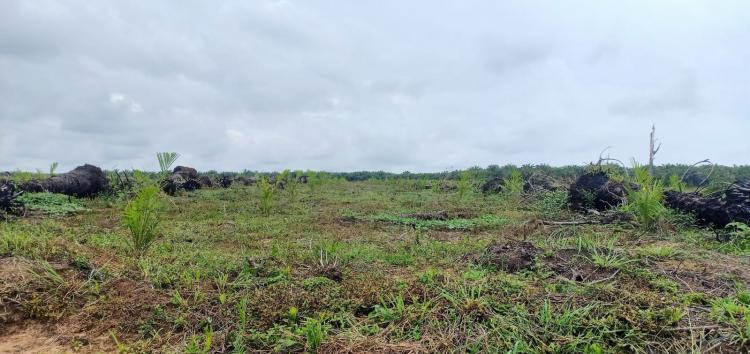 Replanting Mandiri, Petani Sawit ini Habis Ratusan Juta