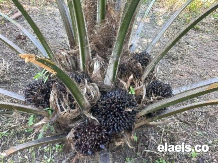 300 Ribu Hektare Kebun Sawit di Jambi Gunakan Bibit Abal-Abal