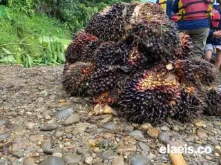 Harga Pupuk Masih Mahal, Petani di Rohul Keluhkan Produksi TBS Mulai Anjlok