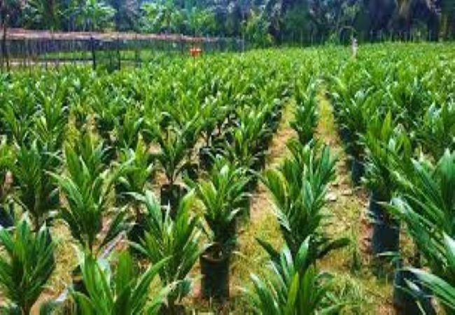 Perbaiki Produksi, Pemkab Batanghari akan Salurkan 60.000 Bibit Kelapa Sawit