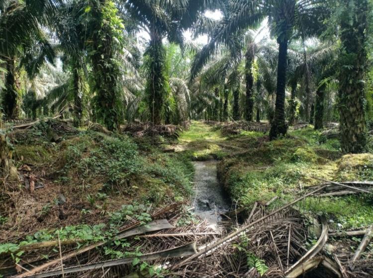 Petani Sawit Pakai Limbah PKS Gantikan Pupuk Kimia, Cuma Masalahnya...