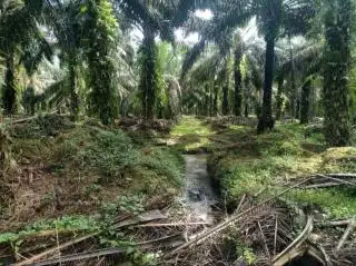 Petani Sawit Pakai Limbah PKS Gantikan Pupuk Kimia, Cuma Masalahnya...