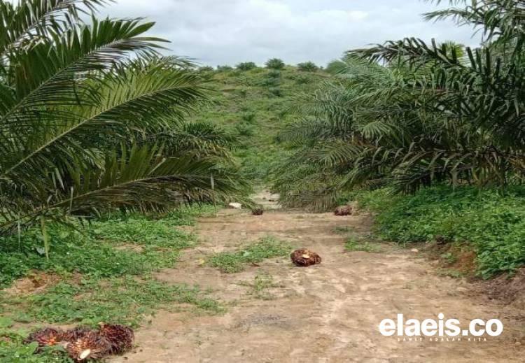 Petani Senang, Hasil Panen Kebun Usai PSR Makin Banyak