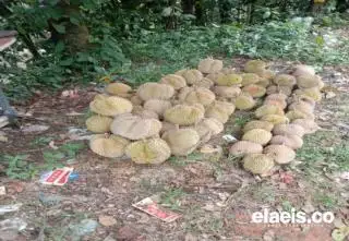 Harga Komoditas Andalan Tak Kunjung Bergerak Naik, Durian Memberi Harapan Baru