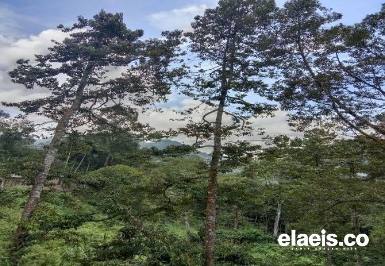 Punya Cita Rasa Khas, Buah Durian di Kawasan Ini Banyak Diminati Konsumen dari Riau