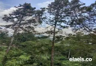 Punya Cita Rasa Khas, Buah Durian di Kawasan Ini Banyak Diminati Konsumen dari Riau